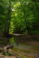 Illinois Canyon in Spring