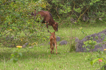 Grazing cattle and walking young cows on the top of a natural green pasture