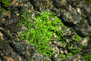 Green moss with rough trees, hd moss material, green plant background