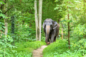 Asian Elephant In the wild, Thailand.