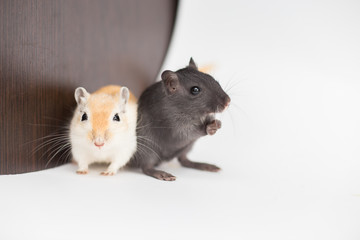 Two Mongolian gerbils black and brown sit next on a white background