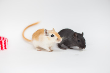 Couple of Mongolian gerbils sit on a white background. Lovely domestic mice rodents