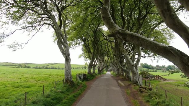 Dark Hedges of Stranocum in North Ireland - travel photography
