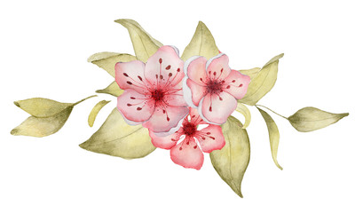 Naklejka premium Sakura flowers watercolor illustration. Blossom petal bouquet 