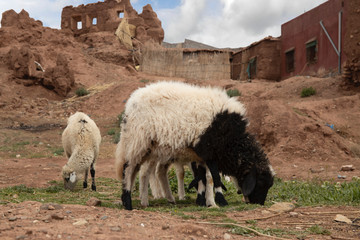 The  ruins of a kasbah with sheep gracing in the foreground
