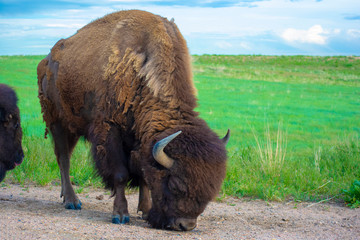  American bison buffalo licking the ground by a meadow during the day 