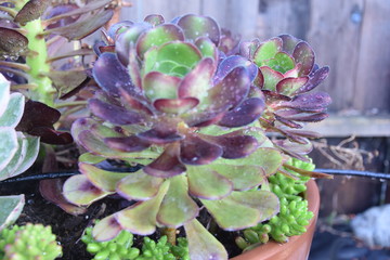 Aeonium Succulents