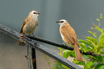 A pair of Yellow-vented bulbul perching on an iron rod while drizzling