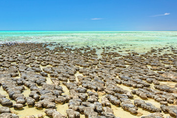 Stromatolites are rock-like structures formed by bacteria in shallow water - Hamelin Pool, Denham, WA, Australia