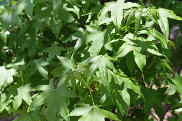 Leaves