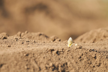 White asparagus sprouts growing in a field