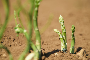 Green asparagus sprouts growing in a field