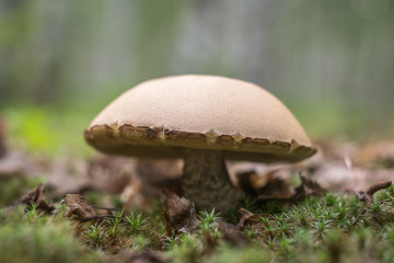 One large boletus in the forest glade. Minimalism. Selective focus.