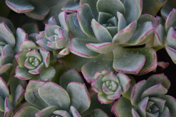 Drought Tolerant Succulent Plant Varieties 