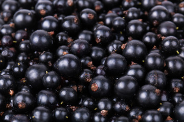 Ripe currant. Juicy berries. Delicious and healthy food background. Angle view