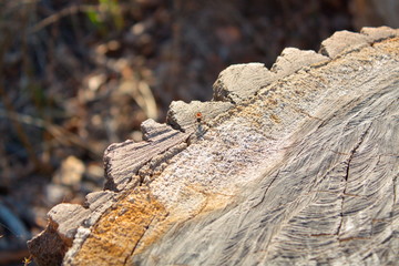 felled trees in early spring (stump)