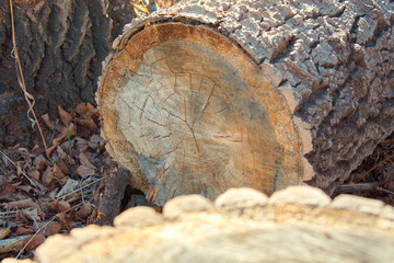 felled trees in early spring (stump)