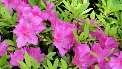Closeup of purple rhododendron flowers blooming among green leaves.