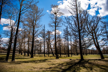 Beautiful spring forest in Altai
