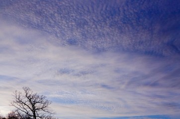 blue sky and clouds. tree and blue sky. blue sky with white clouds
