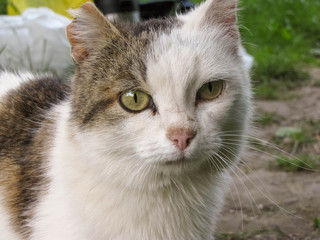Fototapeta premium A cute homeless cat with torn ear