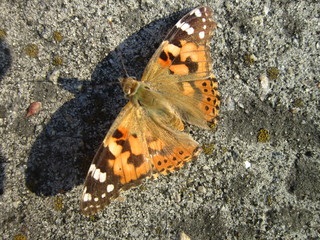  Beautiful butterfly sits on concrete