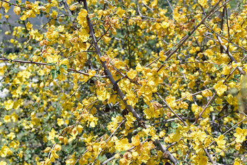 Yellow Wildflowers - California Goldenrod