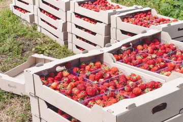 Strawberry harvest. An appetizing red strawberry with green tails lies in a carton box on the field.