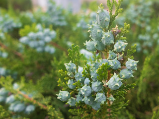 Platycladus orientalis. Chinese thuja. Oriental arborvitae. Chinese arborvitae