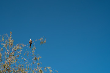 Bird on tree