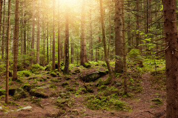 Magnificent landscape made in forest, sun rays going through tall old trees, shady meadow, bunch of pine trees, little winding paths. Marvellous outdoor shot shows nature in its unity and peace.