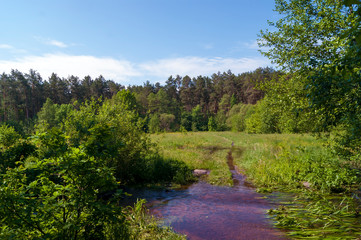 Fototapeta premium Glade, forest, water and blue sky with clouds
