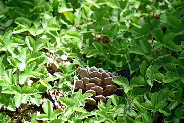 Fallen Pinecone Hidden in Leaves