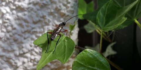 ant on leaf