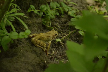 frog in the wood