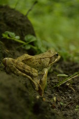 frog in the grass