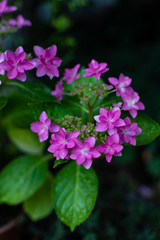 ピンク色の額紫陽花