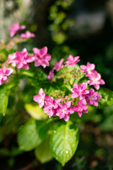 ピンク色の額紫陽花