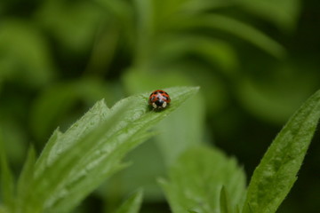 Fototapeta premium ladybug on green leaf