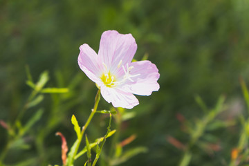 ピンクの花