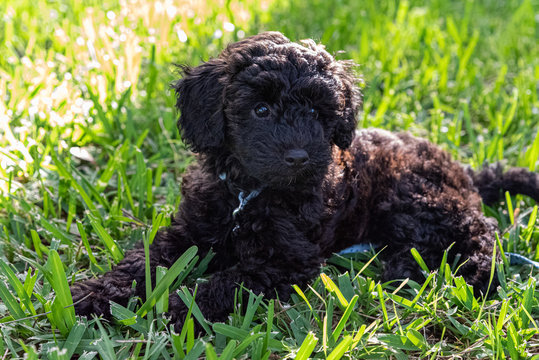 135 BEST Schnoodle IMAGES, STOCK PHOTOS & VECTORS | Adobe Stock