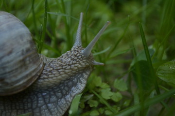 snail on leaf