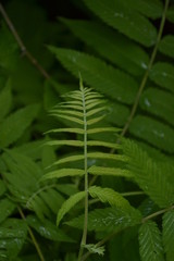 leaf of fern