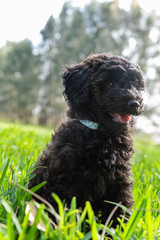 schnoodle puppy dog sitting looking cute in long grass