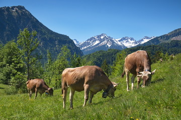 Naklejka premium Kühe mit Hörner auf Weide in den Alpen, Bayern