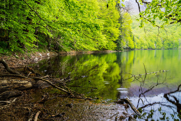 Montenegro, Glacial lake biogradska in green jungle like thicket of trees in famous biogradska national park nature landscape