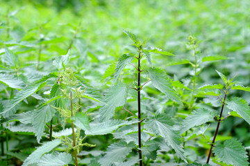 Nettle with green leaves. Medicinal plant. Food ingredient. Space for text.