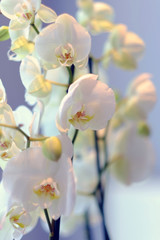 Blooming white orchid on a gray background.