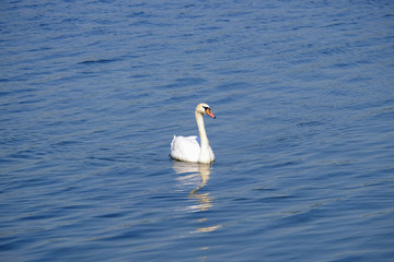 Beautiful white swan on the lake with blue water.