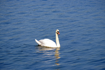 Beautiful white swan on the lake with blue water.